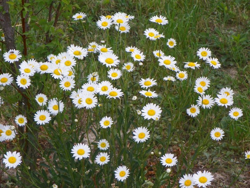 margarete - Dobarland 2018 2