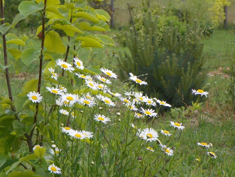 25 mai (361) - Dobarland 2018 2