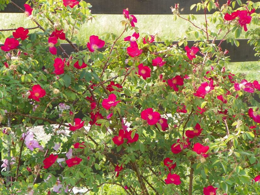 Scharlachglut - Trandafiri 2018