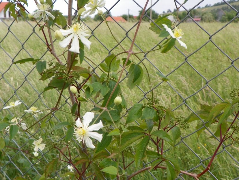 Clematis Summer Snow - Dobarland 2018 2