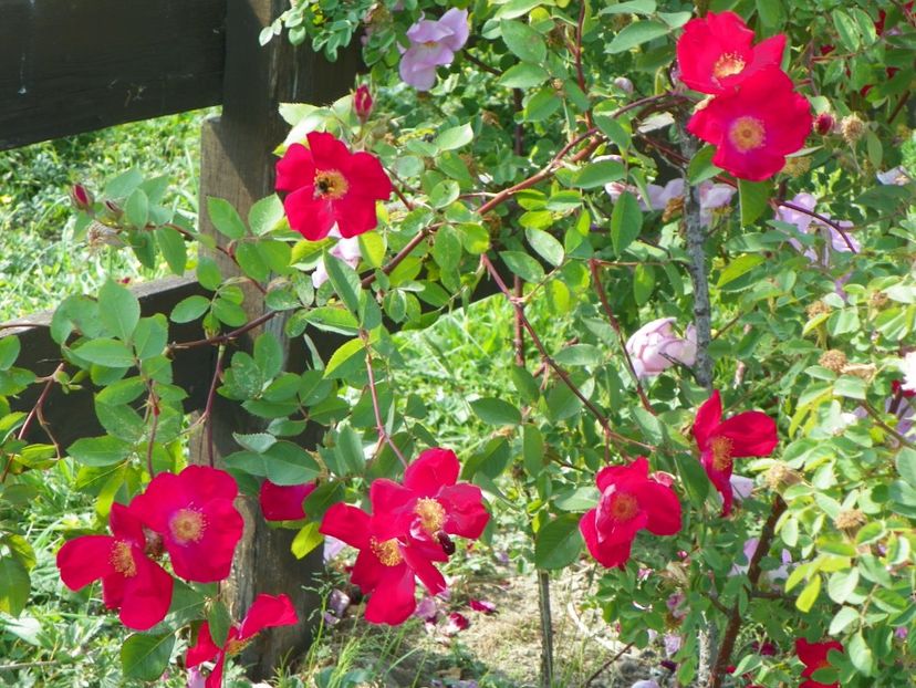 Scharlachglut - Trandafiri 2018