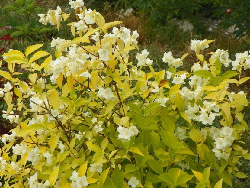 philadelphus aureus - Dobarland 2018 2