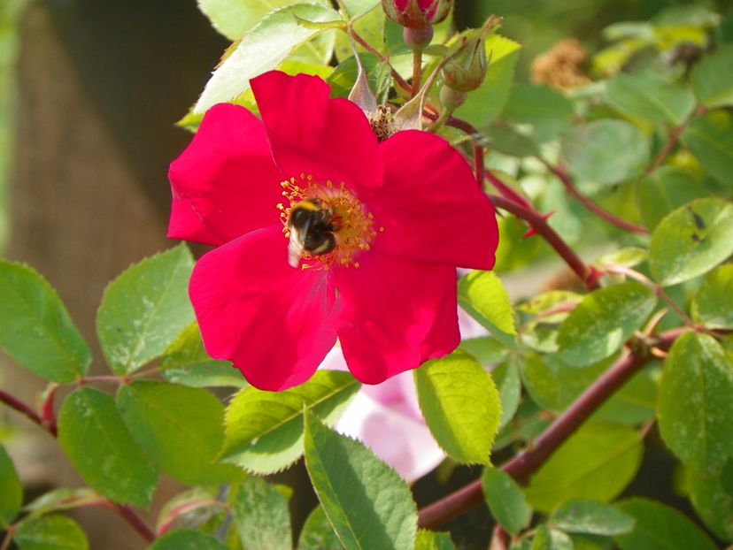 Scharlachglut - Trandafiri 2018