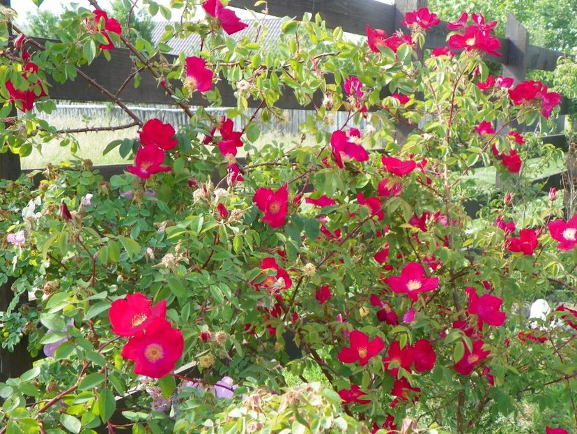 Scharlachglut - Trandafiri 2018