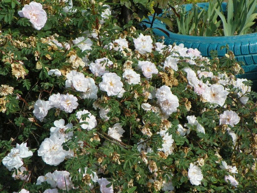 Stanwell Perpetual - Trandafiri 2018