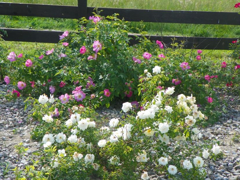 Danae, Complicata - Trandafiri 2018