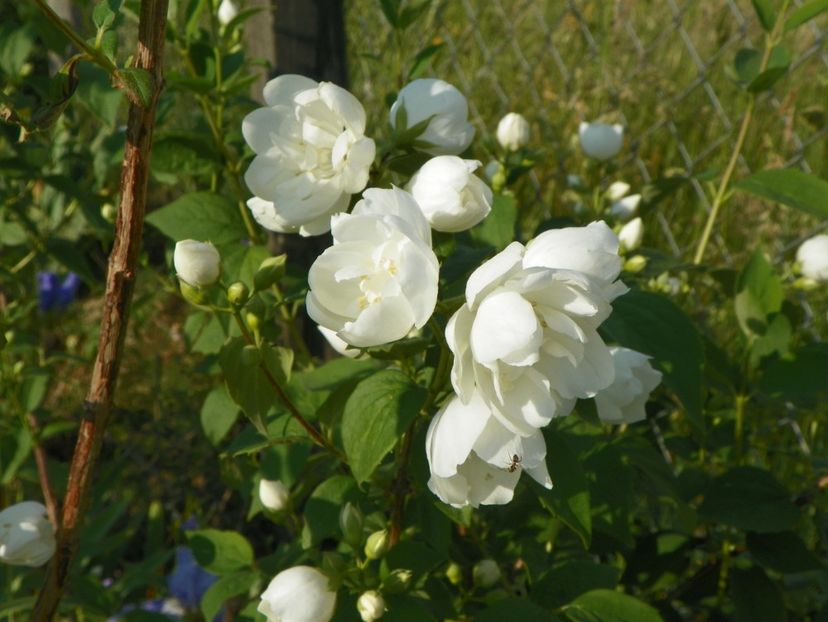 philadelphus Virginal - Dobarland 2018 2
