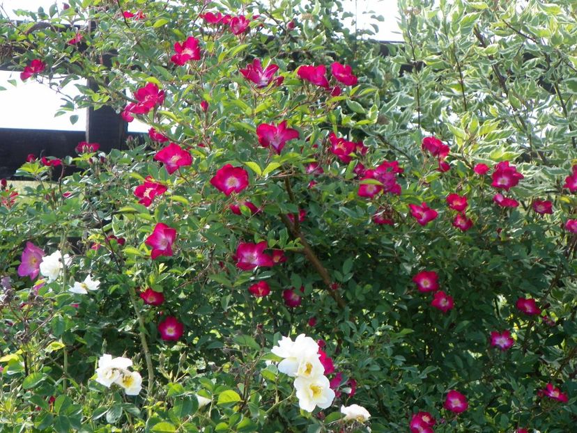 Grand Duc Jean - Trandafiri 2018