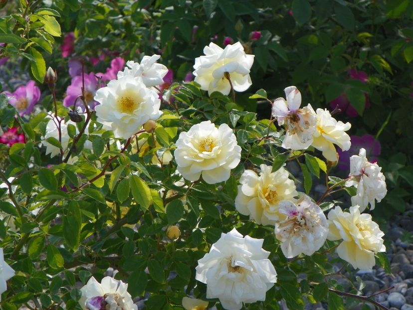 Danae - Trandafiri 2018