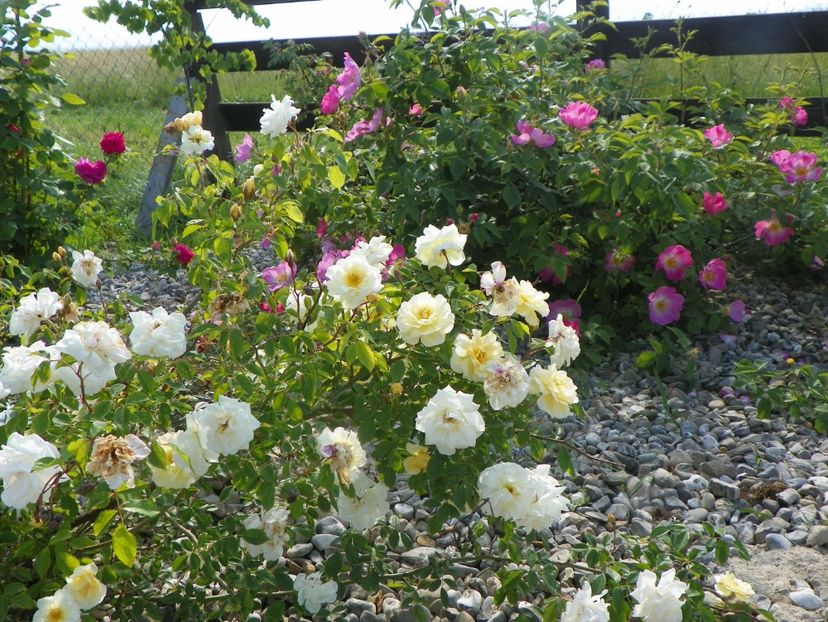 Danae, Complicata - Trandafiri 2018