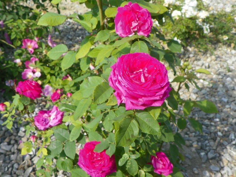 Mme. Isaac Pereire - Trandafiri 2018