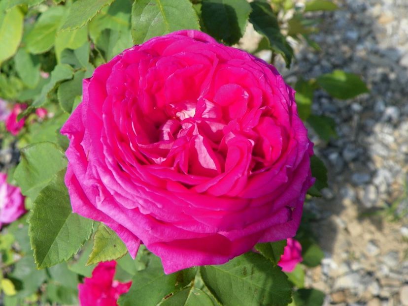 Mme. Isaac Pereire - Trandafiri 2018