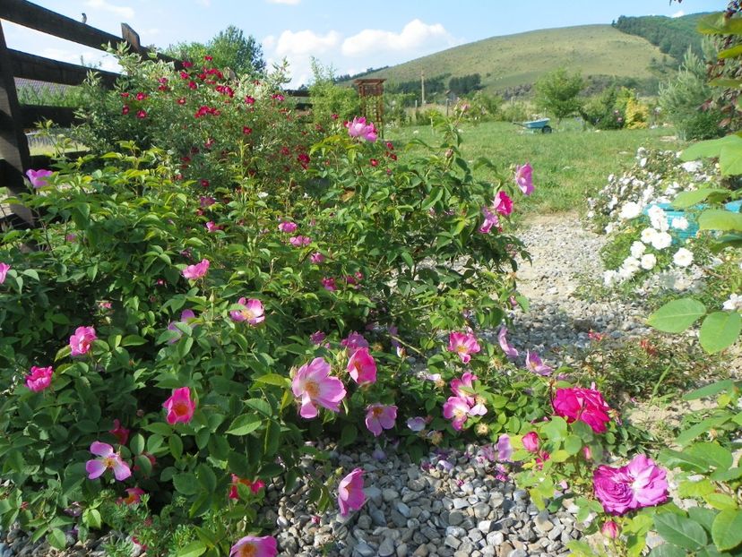 Complicata - Trandafiri 2018