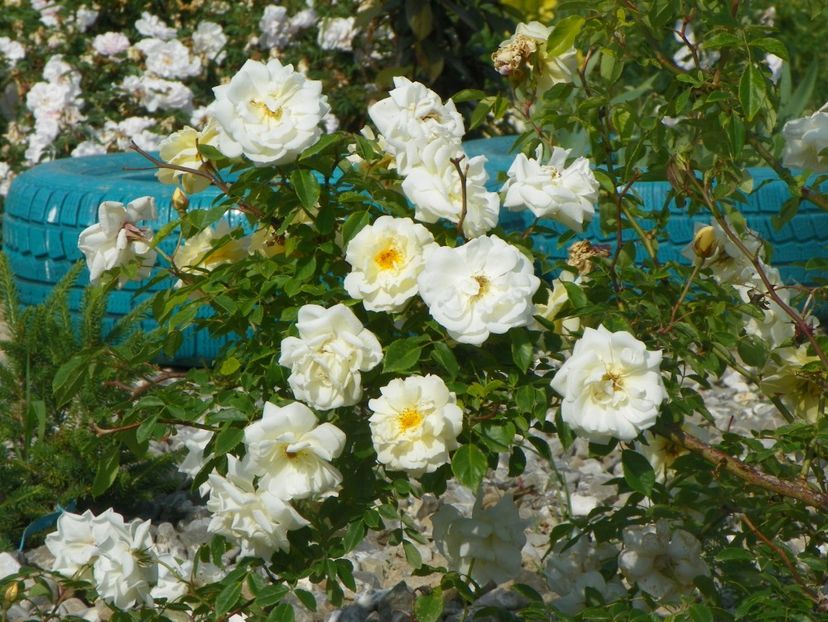 Danae - Trandafiri 2018