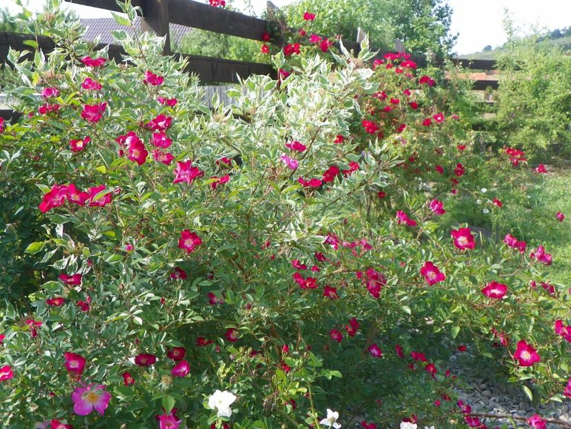 Grand Duc Jean - Trandafiri 2018