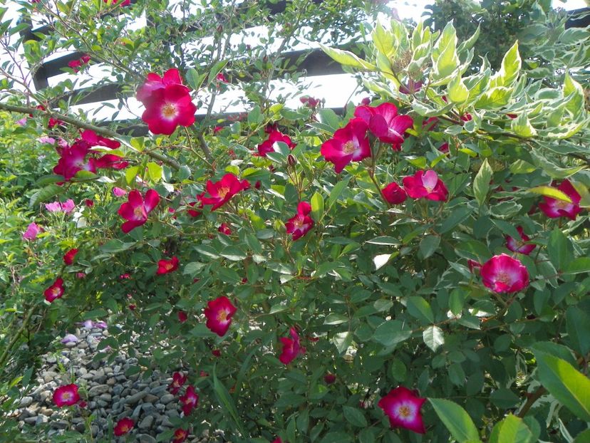 Grand Duc Jean - Trandafiri 2018