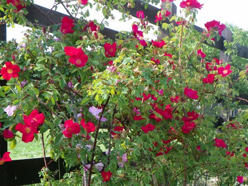 Scharlachglut - Trandafiri 2018