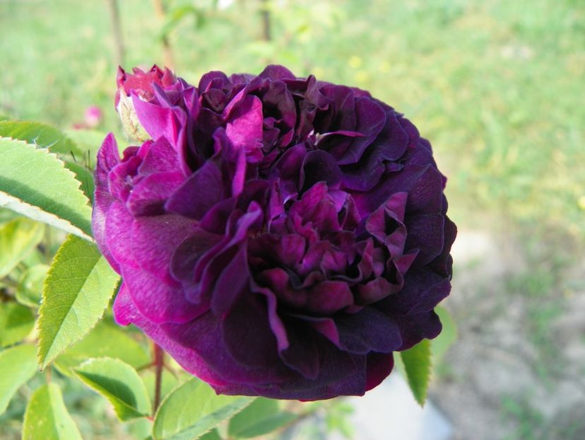 L'Eveque - Trandafiri 2018