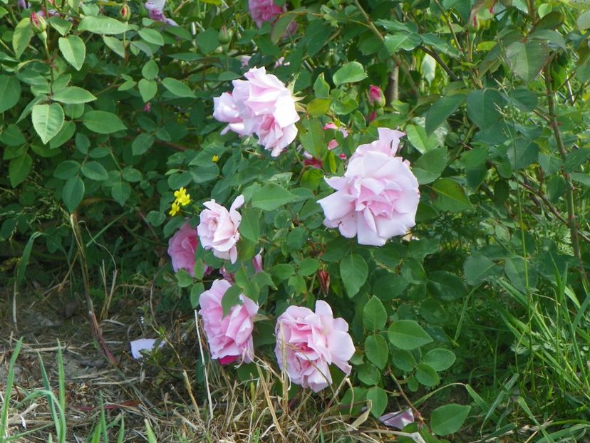 Kathleen Harrop - Trandafiri 2018