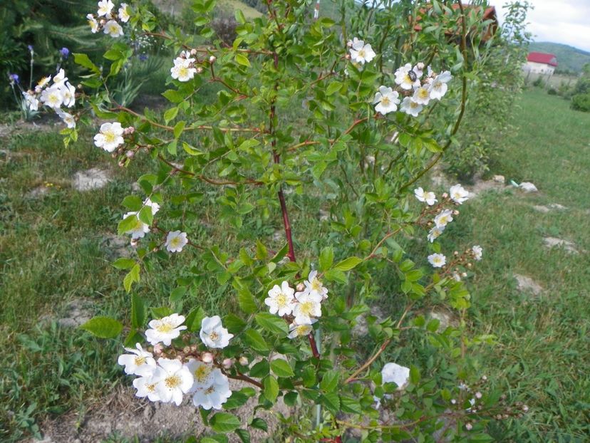 rosa multiflora - Trandafiri 2018