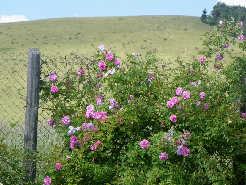 Kazanlik - Trandafiri 2018