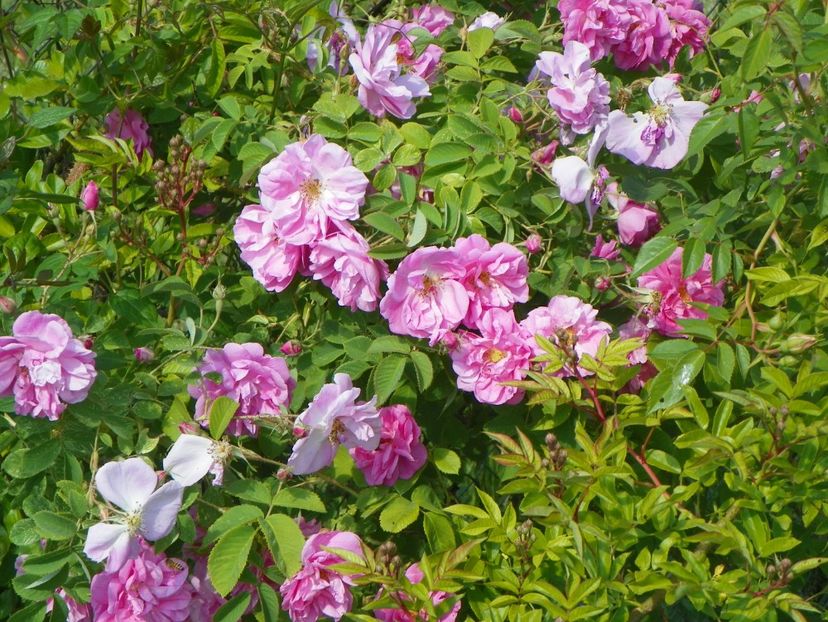 Kazanlik - Trandafiri 2018