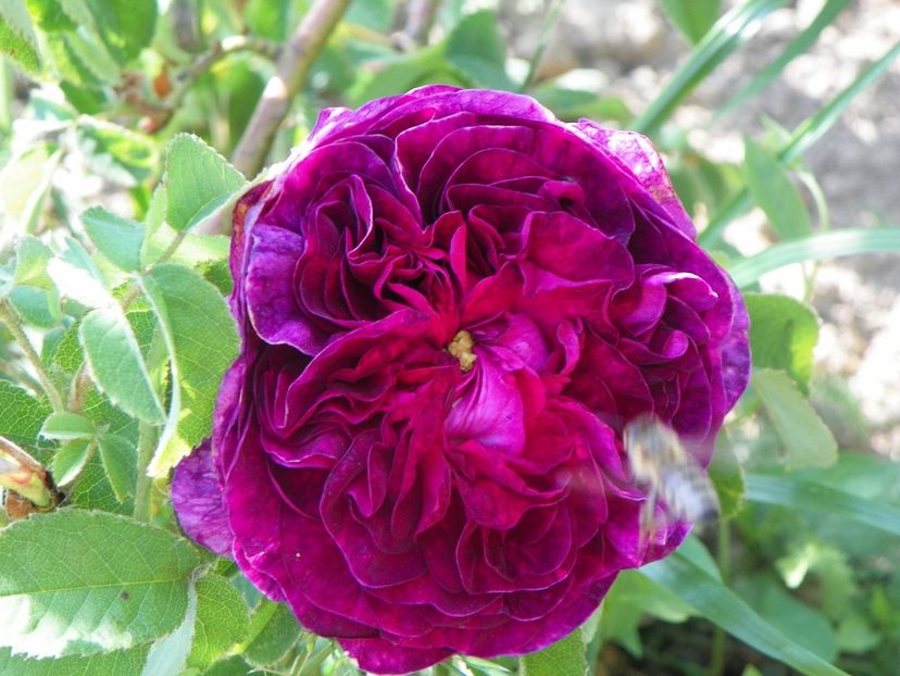 Charles de Mills - Trandafiri 2018