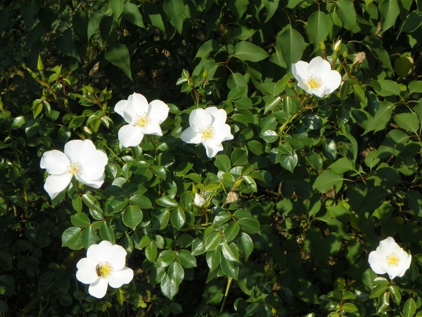 Escimo - Trandafiri 2018