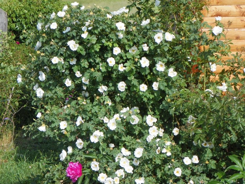 Alba Semiplena - Trandafiri 2018