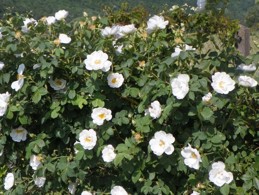 Alba Semiplena - Trandafiri 2018