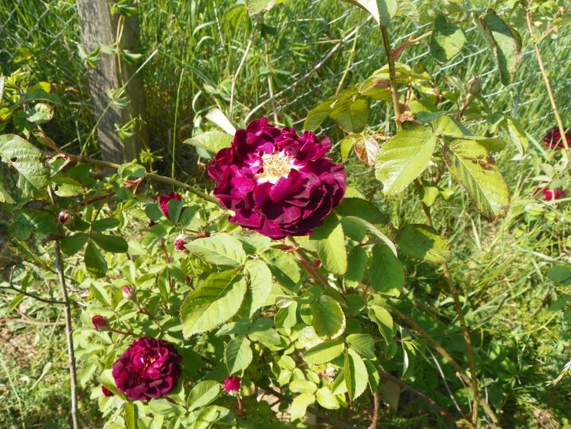 Tuscany - Trandafiri 2018