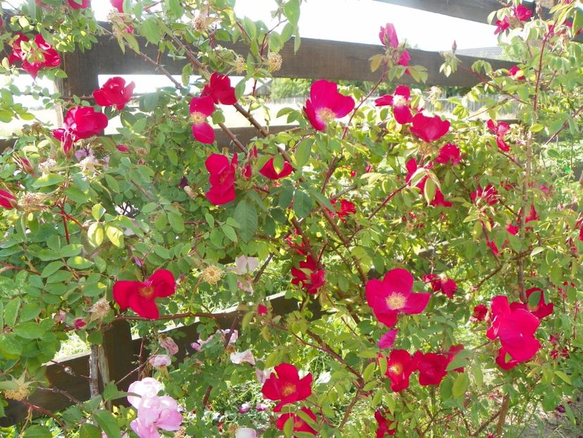 Scharlachglut - Trandafiri 2018