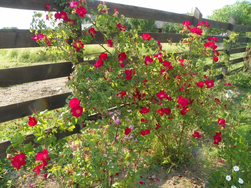 Scharlachglut - Trandafiri 2018