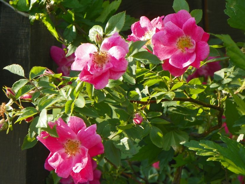 William Baffin - Trandafiri 2018