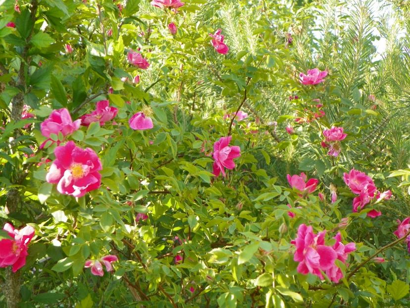 William Baffin - Trandafiri 2018