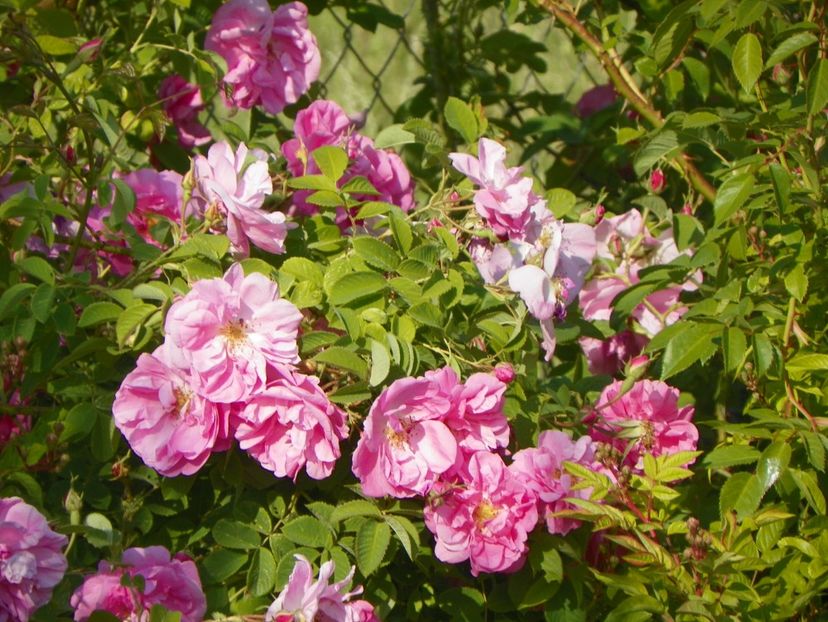 Kazanlik - Trandafiri 2018