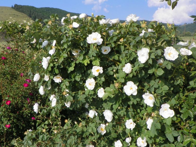 Alba Semiplena - Trandafiri 2018