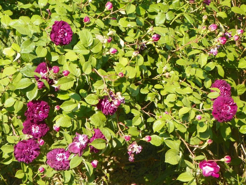 Cardinal de Richelieu - Trandafiri 2018