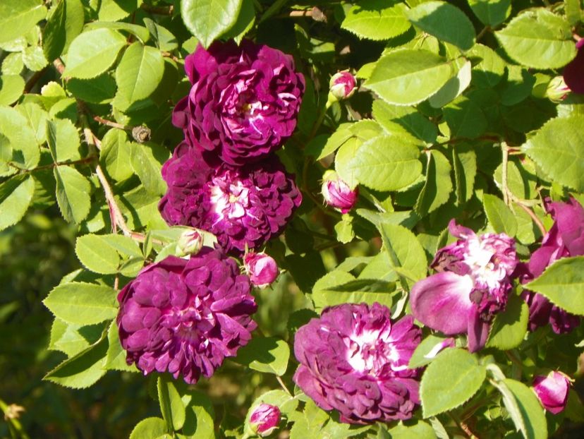 Cardinal de Richelieu la soare - Trandafiri 2018