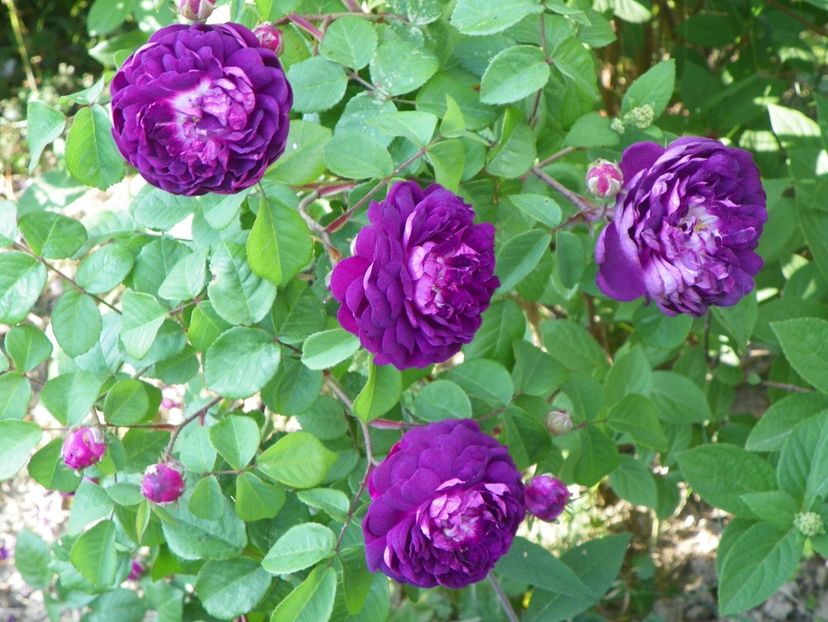 Cardinal de Richelieu la umbra - Trandafiri 2018