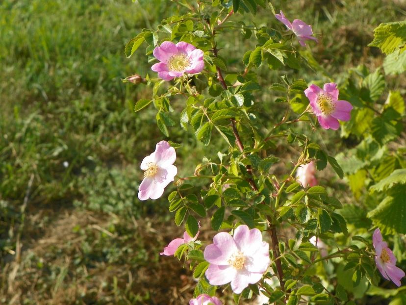 rosa canina - Trandafiri 2018