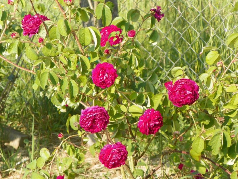 Aimable Rouge - Trandafiri 2018