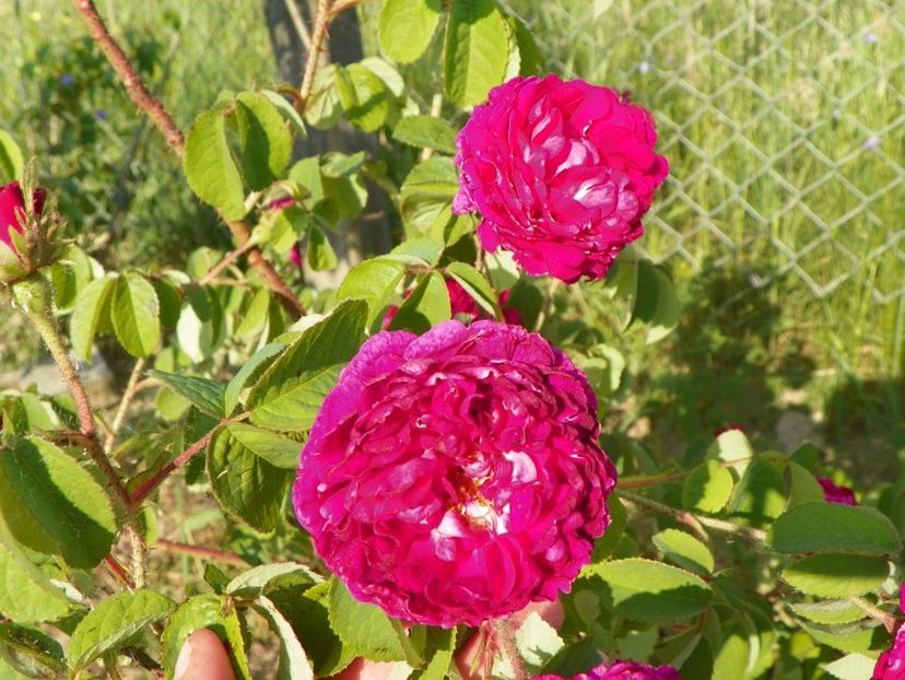 Aimable Rouge - Trandafiri 2018