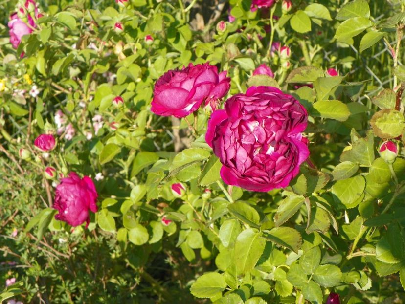 Great Western - Trandafiri 2018