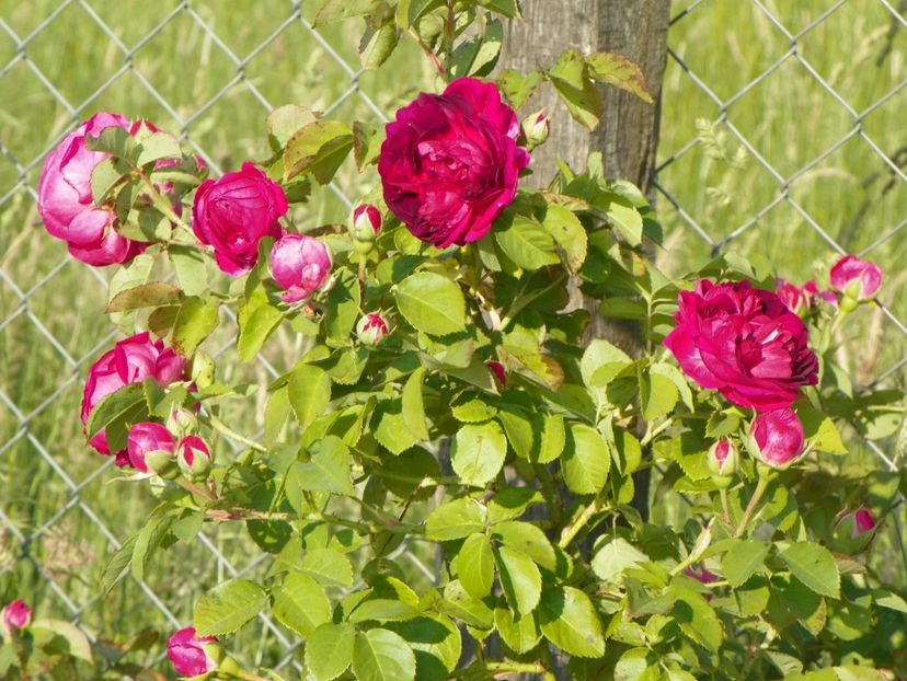 Great Western - Trandafiri 2018