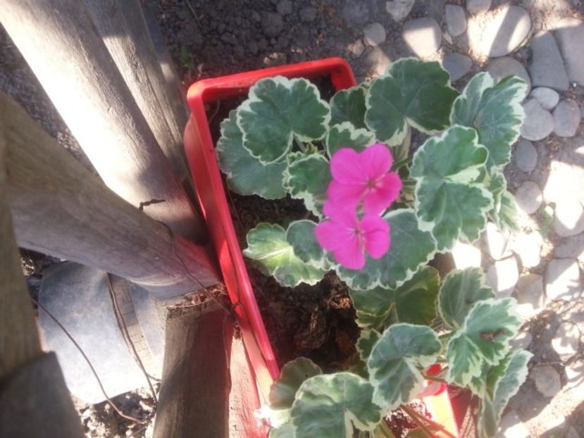  - Floricele