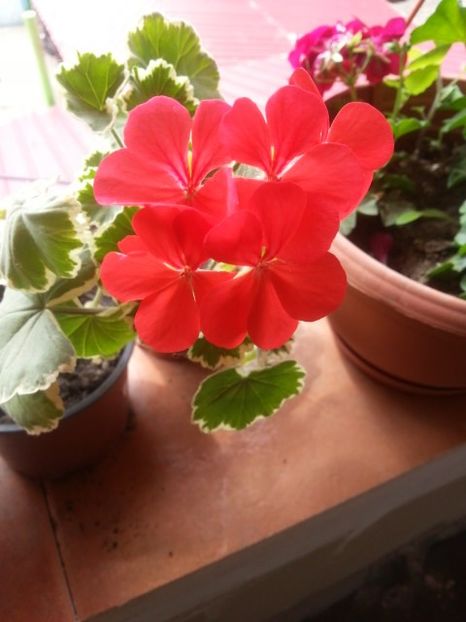  - Floricele