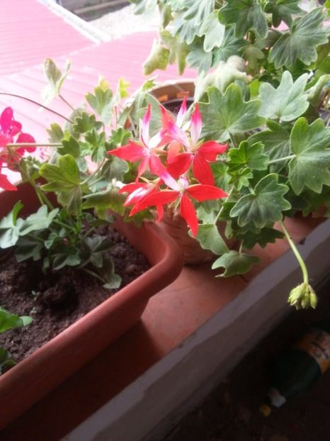  - Floricele