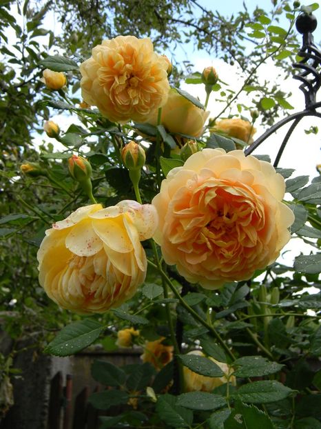  - Trandafiri urcatori 2018