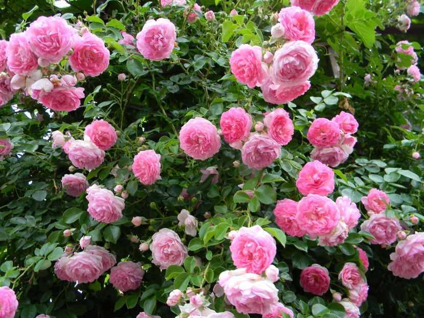  - Trandafiri urcatori 2018